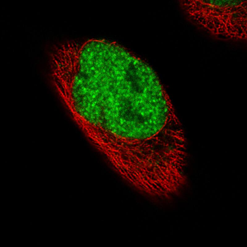 Staining of RH-30 cells showing specific staining in the nucleoplasm in green. Microtubule- and nuclear probes are visualized in red and blue, respectively (where available). 