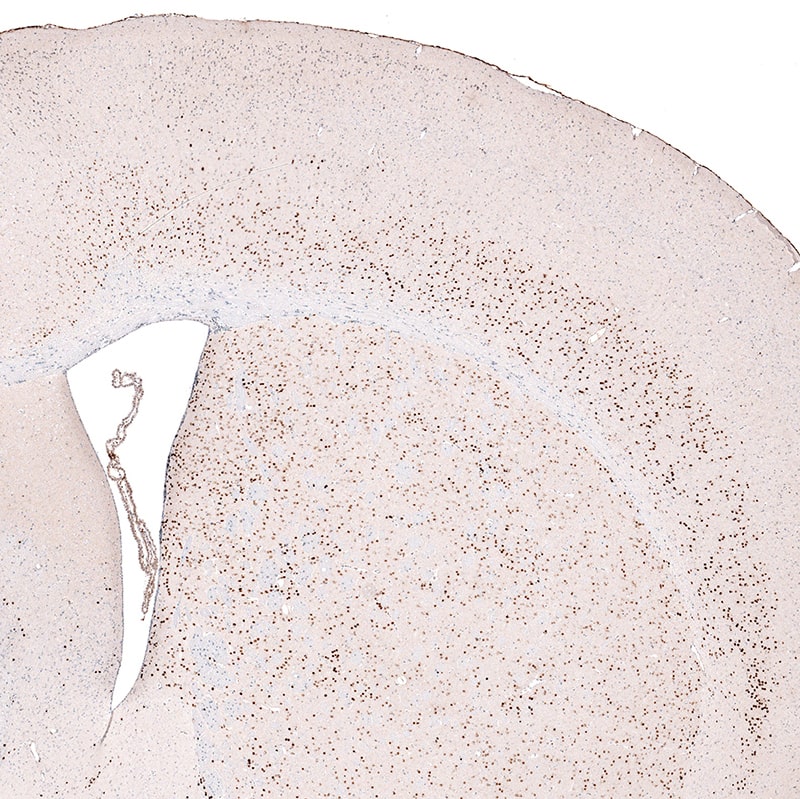 Staining of mouse brain shows strong nuclear positivity in layer 6 cortical neurons, as well as in neurons in caudato-putamen.