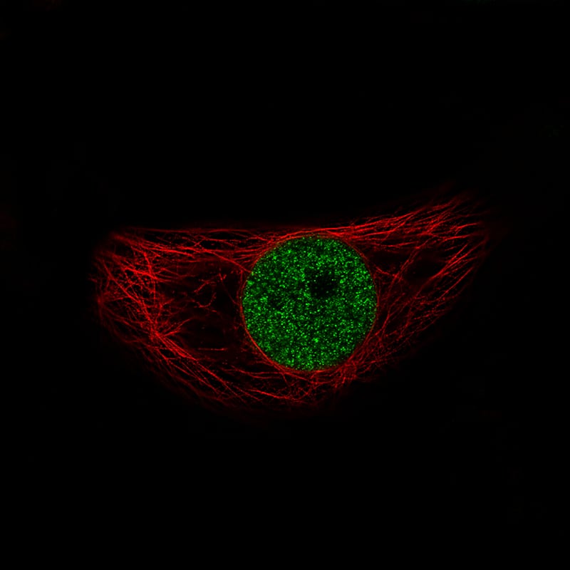 Staining of BeWo cells showing specific staining in the nucleoplasm in green. Microtubule- and nuclear probes are visualized in red and blue, respectively (where available).