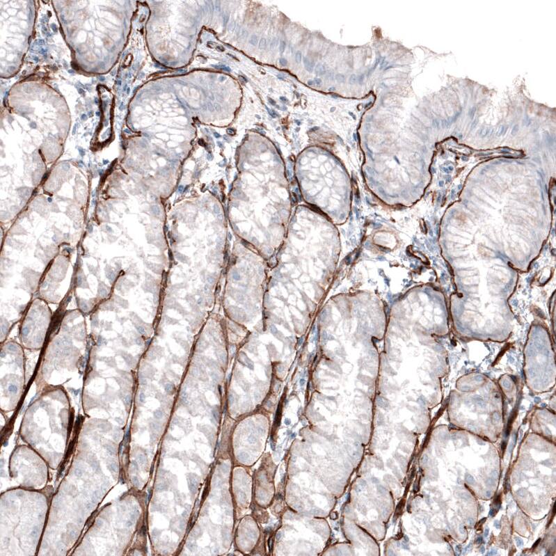 Staining of human stomach shows strong positivity in basement membrane of glandular cells.
