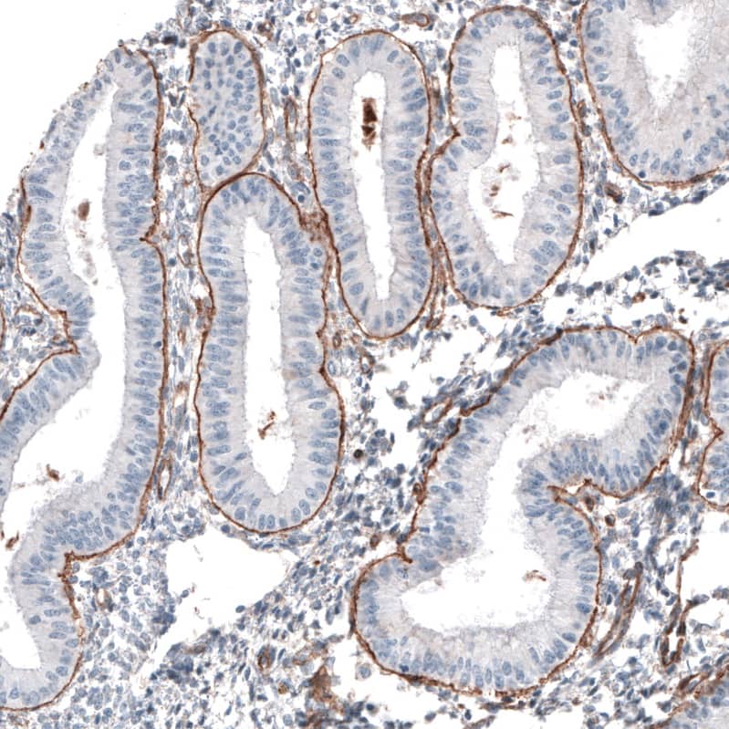 Staining of human endometrium shows strong positivity in basement membrane of glandular cells.
