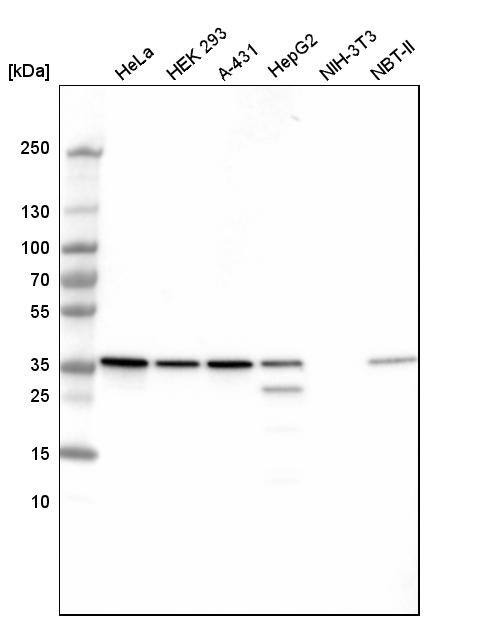 Analysis in human cell line HeLa, human cell line HEK 293, human cell line A-431, human cell line HepG2, mouse cell line NIH-3T3 and rat cell line NBT-II.
