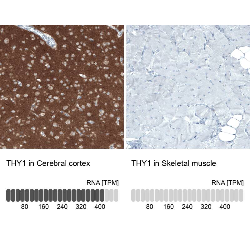 Analysis in human cerebral cortex and skeletal muscle tissues. Corresponding CD90/Thy1 RNA-seq data are presented for the same tissues.