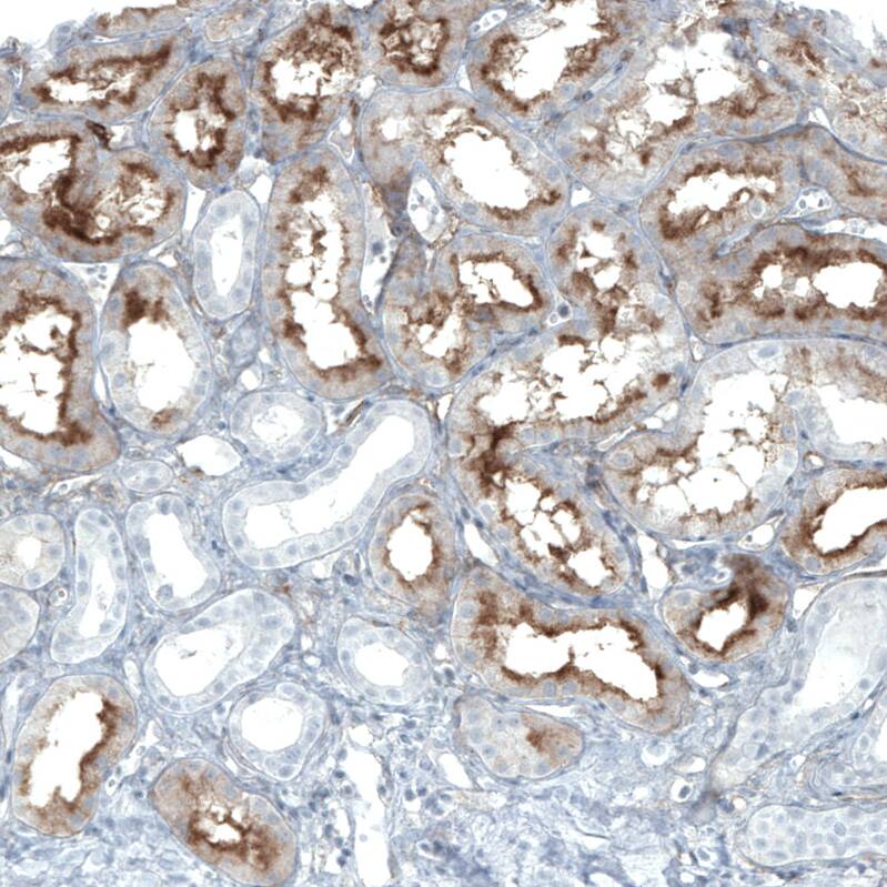 Staining of human kidney shows strong positivity in apical membrane in cells in tubules.