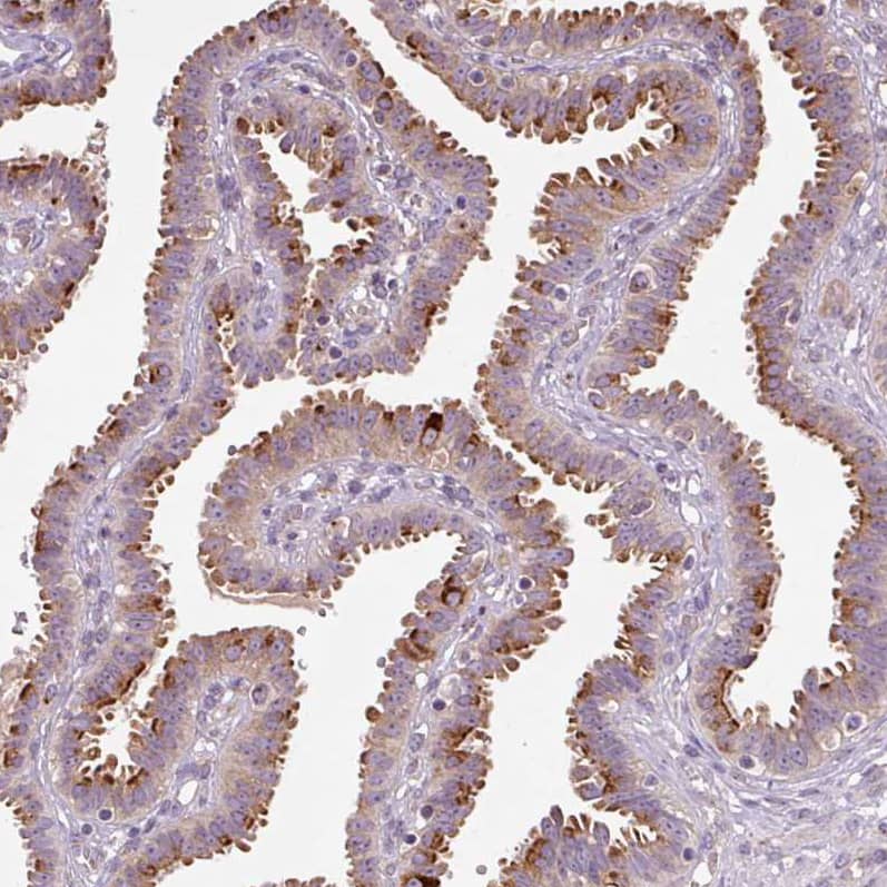 Staining of human fallopian tube shows moderate to strong positivity in the apical cytoplasm of glandular cells.