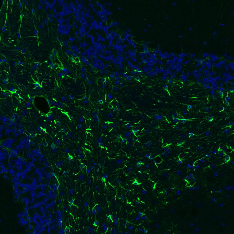 Staining of mouse brain shows strong positivity in astrocytes in the cerebellum.