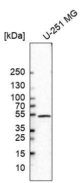 Analysis in human cell line U-251 MG.