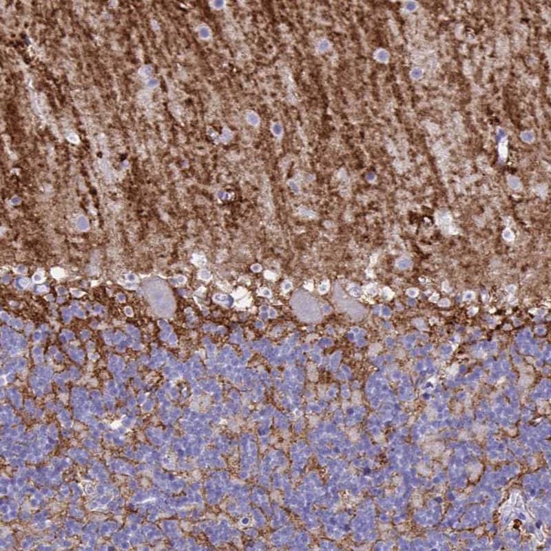 Staining of human cerebellum shows strong positivity in neuropil, mainly in the molecular layer.
