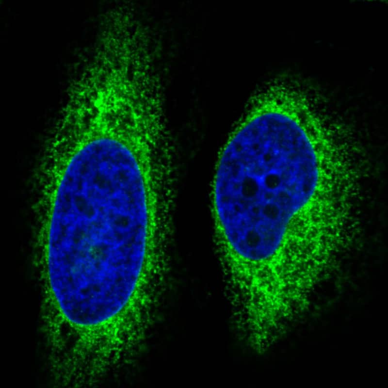 Staining in MCF7 cell line with Anti-HSP90B1 monoclonal antibody, showing specific staining of endoplasmic reticulum in green. Microtubule- and nuclear probes are visualized in red and blue respectively (where available).