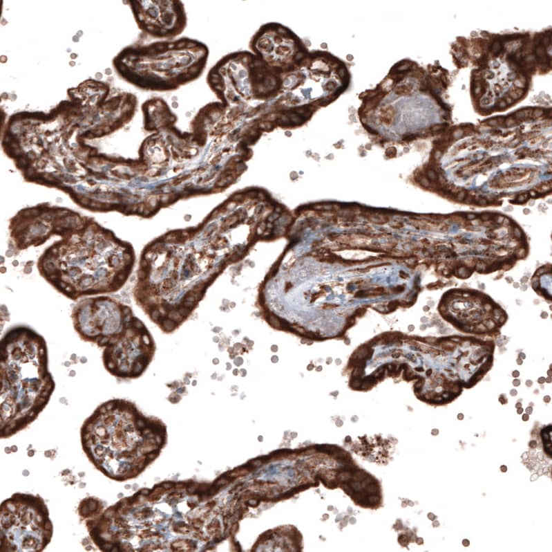 Staining of human placenta shows strong cytoplasmic positivity in trophoblastic cells.