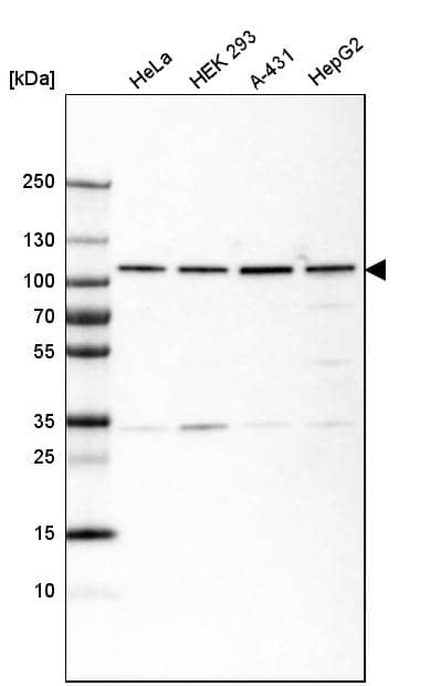 Analysis in human cell line HeLa, human cell line HEK 293, human cell line A-431 and human cell line HepG2.