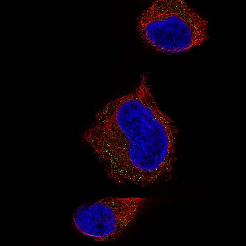Staining of U-251 cells showing specific staining in vesicles in green. Microtubule- and nuclear probes are visualized in red and blue, respectively (where available).