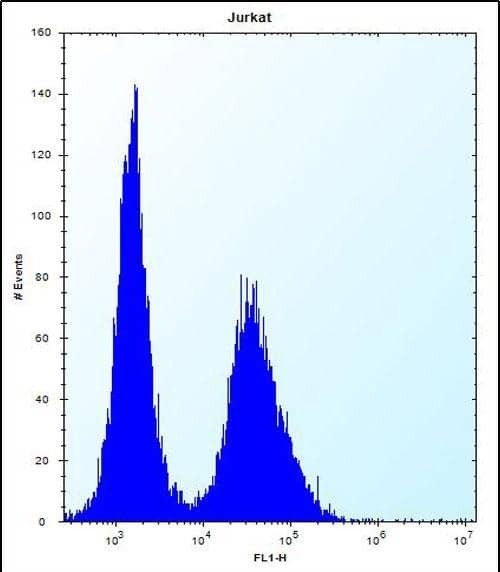 NBPF5 Antibody (C-term) western blot analysis in Jurkat cell line lysates (35ug/lane).This demonstrates the NBPF5 antibody detected the NBPF5 protein (arrow).