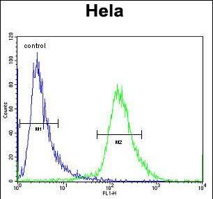 TAF11L2 Antibody (Center) western blot analysis in Hela,K562 cell line lysates (35ug/lane).This demonstrates the TAF11L2 antibody detected the TAF11L2 protein (arrow).