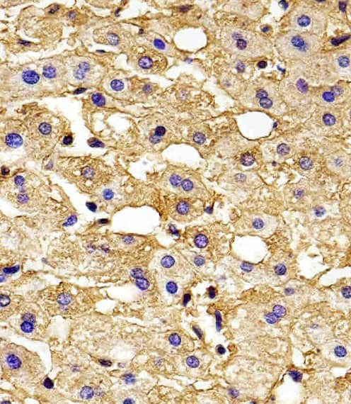 Immunohistochemistry-Paraffin Hemoglobin gamma 2 Antibody (RB44842)