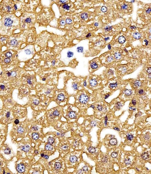 Immunohistochemistry-Paraffin Hemoglobin gamma 2 Antibody (RB44842)