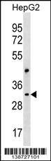 CEP170L Antibody (Center) western blot analysis in HepG2 cell line lysates (35ug/lane).This demonstrates the CEP170L antibody detected the CEP170L protein (arrow).