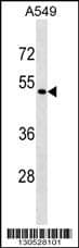 EIF2S3L Antibody (Center) western blot analysis in A549 cell line lysates (35ug/lane).This demonstrates the EIF2S3L antibody detected the EIF2S3L protein (arrow).