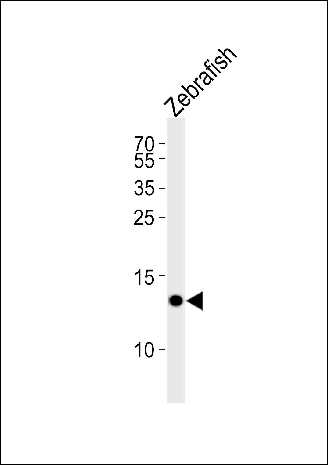 Western blot analysis of lysate from Zebrafish tissue lysate, using (DANRE) fabp10a Antibody (N-term). was diluted at 1:1000. A goat anti-rabbit IgG H&L(HRP) at 1:5000 dilution was used as the secondary antibody. Lysate at 35ug.