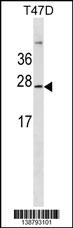 GKN3P Antibody (Center) western blot analysis in T47D cell line lysates (35ug/lane).This demonstrates the GKN3P Antibody detected the GKN3P protein (arrow).