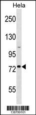 GOLGA8H Antibody (N-term) western blot analysis in Hela cell line lysates (35ug/lane).This demonstrates the GOLGA8H antibody detected the GOLGA8H protein (arrow).