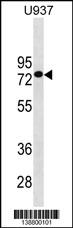 GOLGA8J Antibody (N-term) western blot analysis in U937 cell line lysates (35ug/lane).This demonstrates the GOLGA8J antibody detected the GOLGA8J protein (arrow).