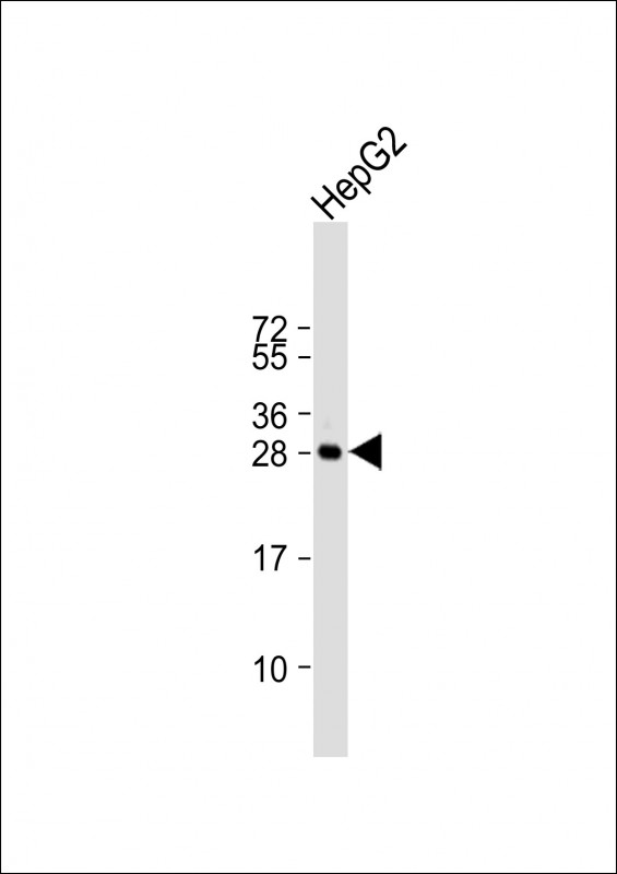 Anti-HILS1 Antibody (N-term) at 1:1000 dilution + HepG2 whole cell lysateLysates/proteins at 20 �g per lane. SecondaryGoat Anti-Rabbit IgG, (H+L), Peroxidase conjugated at 1/10000 dilution. Predicted band size : 26 kDaBlocking/Dilution buffer: 5% NFDM/TBST.