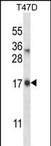 IGF2AS Antibody (Center) western blot analysis in T47D cell line lysates (35ug/lane).This demonstrates the IGF2AS antibody detected the IGF2AS protein (arrow).