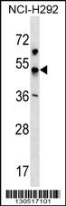 KCNJ18 Antibody (N-term) western blot analysis in NCI-H292 cell line lysates (35ug/lane).This demonstrates the KCNJ18 antibody detected the KCNJ18 protein (arrow).