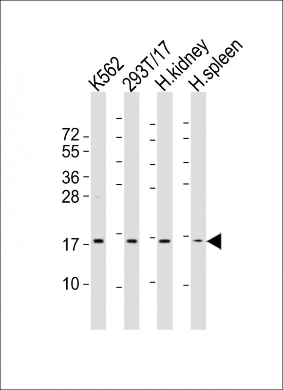 All lanes : Anti-NFE4 Antibody (Center) at 1:2000 dilutionLane 1: K562 whole cell lysatesLane 2: 293T/17 whole cell lysatesLane 3: human kidney lysatesLane 4: human spleen lysatesLysates/proteins at 20 �g per lane. SecondaryGoat Anti-Rabbit IgG, (H+L), Peroxidase conjugated at 1/10000 dilutionPredicted band size : 19 kDaBlocking/Dilution buffer: 5% NFDM/TBST.