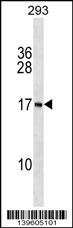 Ptibody (N-term) western blot analysis in 293 cell line lysates (35ug/lane).This demonstrates the PAPPAS antibody detected the PAPPAS protein (arrow).