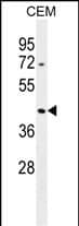 ACTBL3 Antibody (N-term) western blot analysis in CEM cell line lysates (35ug/lane).This demonstrates the ACTBL3 antibody detected the ACTBL3 protein (arrow).