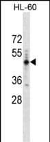 PRAMEF14 Antibody (Center) western blot analysis in HL-60 cell line lysates (35ug/lane).This demonstrates the PRAMEF14 antibody detected the PRAMEF14 protein (arrow).