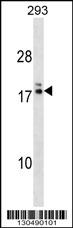 HIATL2 Antibody (N-term) western blot analysis in 293 cell line lysates (35ug/lane).This demonstrates the HIATL2 antibody detected the HIATL2 protein (arrow).