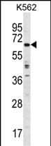 TRIM75 Antibody (Center) western blot analysis in K562 cell line lysates (35ug/lane).This demonstrates the TRIM75 antibody detected the TRIM75 protein (arrow).