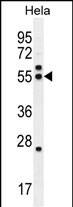 TBB8B Antibody (C-term) western blot analysis in Hela cell line lysates (35ug/lane).This demonstrates the TBB8B antibody detected the TBB8B protein (arrow).