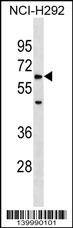 ZRSR1 Antibody (C-term) western blot analysis in NCI-H292 cell line lysates (35ug/lane).This demonstrates the ZRSR1 antibody detected the ZRSR1 protein (arrow).