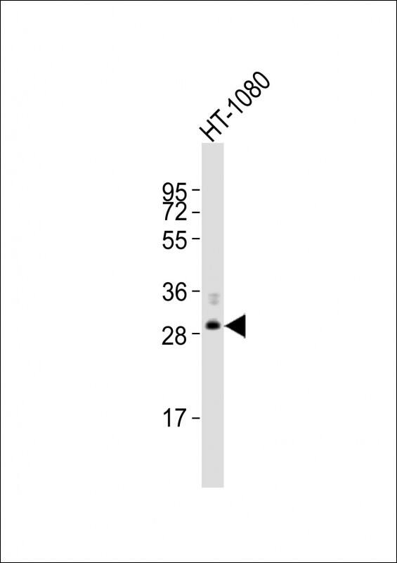 Western Blot FBXO45 Antibody (RB53750)