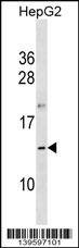 Western Blot OOSP1 Antibody (RB39597)