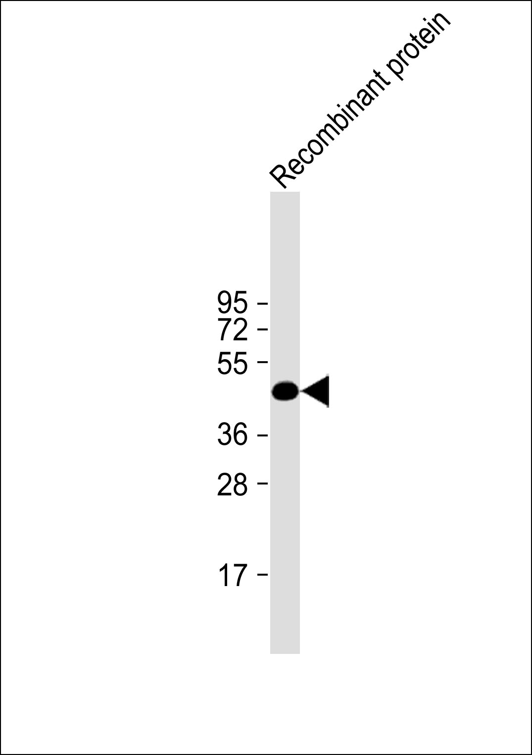 Western blot analysis of anti-H1L Mab in recombinant pGEX-H1L protein. H1L(arrow) was detected using the purified Mab.