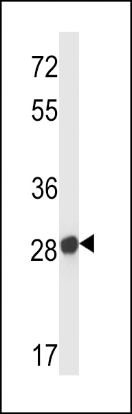 Mouse :Or55b10 Antibody western blot analysis in mouse liver tissue lysates (35ug/lane).This demonstrates the Olfr545 antibody detected the :Or55b10 protein (arrow).