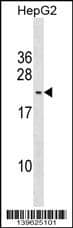 PMS7 Antibody (C-term) western blot analysis in HepG2 cell line lysates (35ug/lane).This demonstrates the PMS2L5 antibody detected the PMS7 protein (arrow).