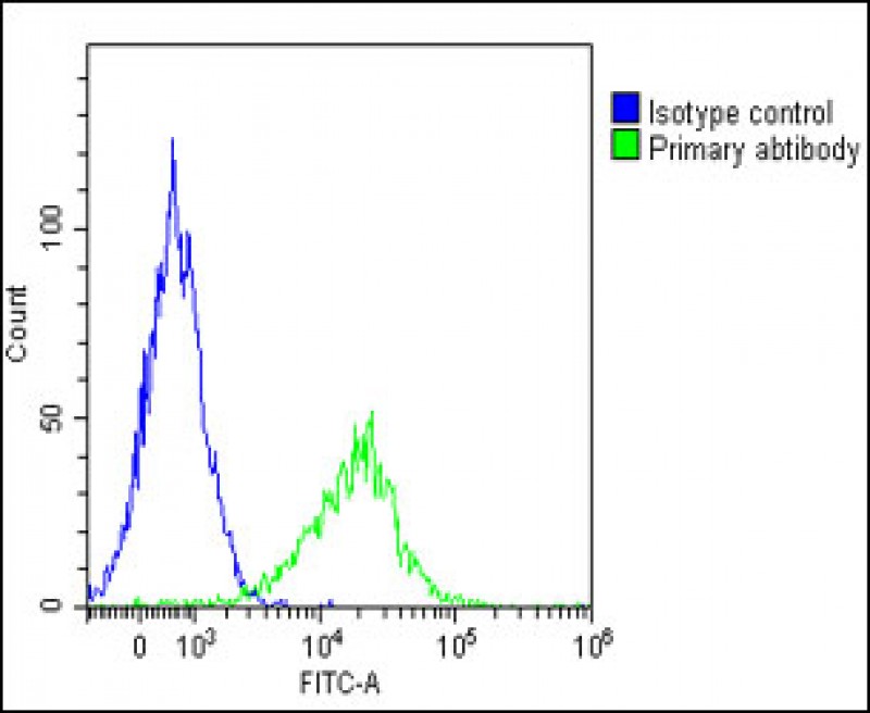 All lanes : Anti-GGT3P Antibody (C-Term) at 1:2000 dilutionLane 1: Human ovary lysateLane 2: Human testis lysateLane 3: Rat kidney lysateLysates/proteins at 20 �g per lane. SecondaryGoat Anti-Rabbit IgG, (H+L), Peroxidase conjugated at 1/10000 dilution. Predicted band size : 62 kDaBlocking/Dilution buffer: 5% NFDM/TBST.