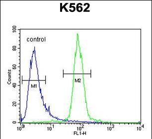 RPEL1 Antibody (C-term) western blot analysis in K562 cell line lysates (35ug/lane).This demonstrates the RPEL1 antibody detected the RPEL1 protein (arrow).
