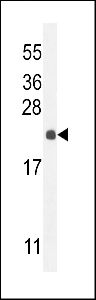 RPEL1 Antibody (C-term) western blot analysis in K562 cell line lysates (35ug/lane).This demonstrates the RPEL1 antibody detected the RPEL1 protein (arrow).