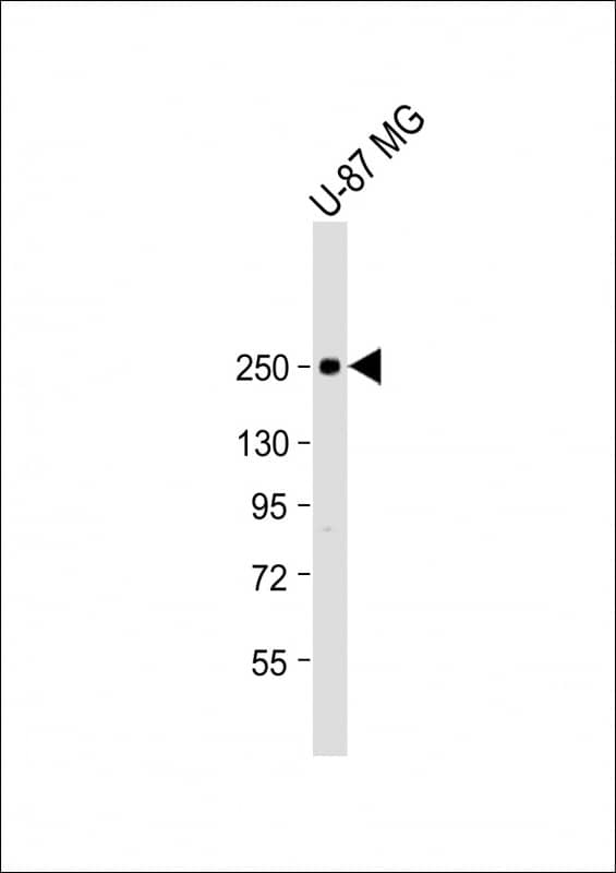 Western Blot Scn1a Antibody (RB57630)