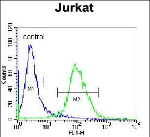 LOC339742 Antibody (C-term) western blot analysis in 293,Jurkat cell line lysates (35ug/lane).This demonstrates the LOC339742 antibody detected the LOC339742 protein (arrow).