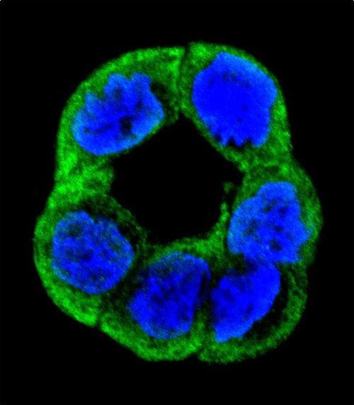 Confocal immunofluorescent analysis of UNQ5814 Antibody (C-term) with WiDr cell followed by Alexa Fluor 488-conjugated goat anti-rabbit lgG (green). Dused to stain the cell nuclear (blue).