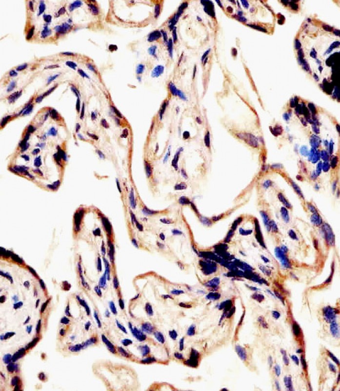 All lanes : Anti-ERVK-7 Antibody (N-Term) at 1:1000-1:2000 dilutionLane 1: Raji whole cell lysateLane 2: human lung lysateLane 3: human testis lysateLysates/proteins at 20 �g per lane. SecondaryGoat Anti-Rabbit IgG, (H+L), Peroxidase conjugated at 1/10000 dilution. Predicted band size : 67 kDaBlocking/Dilution buffer: 5% NFDM/TBST.