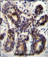 NBPF8 Antibody (N-term) western blot analysis in NCI-H292 cell line lysates (35ug/lane).This demonstrates the NBPF8 antibody detected the NBPF8 protein (arrow).
